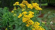Tanacetum vulgare — Caherhurley Nursery image