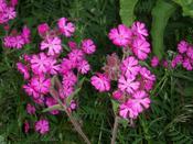 Silene dioica — Caherhurley Nursery