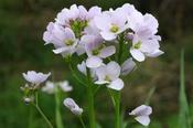 Cardamine pratensis — Caherhurley Nursery image