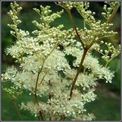 Filipendula ulmaria — Caherhurley Nursery image