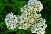 Achillea millefolium — Caherhurley Nursery