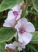 Althaea officinalis — Caherhurley Nursery image