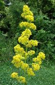 Galium verum — Caherhurley Nursery image