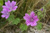 Malva sylvestris — Caherhurley Nursery image