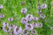 Mentha pulegium — Caherhurley Nursery