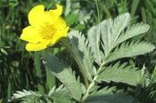 Potentilla anserina — Caherhurley Nursery image