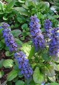 Ajuga reptans — Caherhurley Nursery image