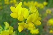 Lotus corniculatus — Caherhurley Nursery image