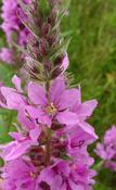 Lythrum salicaria — Caherhurley Nursery image