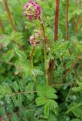 Poterium sanguisorba — Caherhurley Nursery