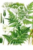 Anthriscus sylvestris — Caherhurley Nursery image