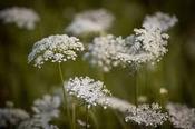 Daucus carota — Caherhurley Nursery