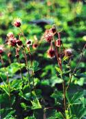 Geum rivale — Caherhurley Nursery