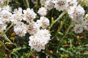 Antennaria dioica — Caherhurley Nursery image