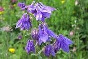 Aquilegia vulgaris — Caherhurley Nursery image