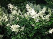 Aruncus dioicus — Caherhurley Nursery image