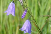 Campanula rotundifolia — Caherhurley Nursery image