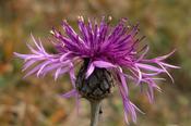 Centaurea scabiosa — Caherhurley Nursery image
