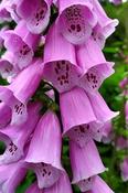 Digitalis purpurea — Caherhurley Nursery image