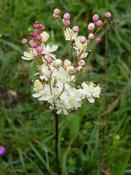 Filipendula vulgaris — Caherhurley Nursery image
