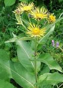 Inula helenium — Caherhurley Nursery image