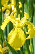 Iris pseudacorus — Caherhurley Nursery image