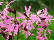 Lychnis flos-cuculi — Caherhurley Nursery image