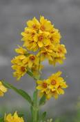 Lysimachia vulgaris — Caherhurley Nursery image