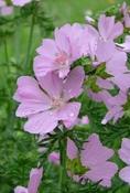 Malva moschata — Caherhurley Nursery image