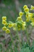 Primula elatior — Caherhurley Nursery image