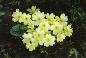 Primula vulgaris, wild form — Caherhurley Nursery image