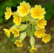 Primula veris — Caherhurley Nursery image