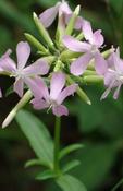 Saponaria officinalis — Caherhurley Nursery image