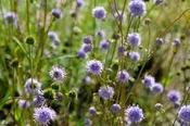 Succisa pratensis — Caherhurley Nursery image