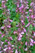 Teucrium chamaedrys — Caherhurley Nursery image