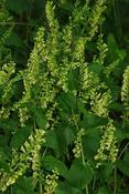 Teucrium scoronaria — Caherhurley Nursery image