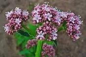Valeriana officinalis — Caherhurley Nursery image