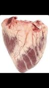 Beef Heart – 100% Natural Frozen Raw Dog Food — Carnivore Kelly's 