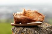 Carnivore Kelly's - Wilder - Ox Ear (With Fur) — Carnivore Kelly's  image