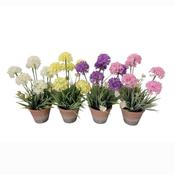 Wildflower With Terracotta Pot