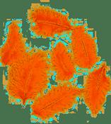 Feathers Orange image