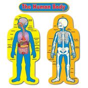 CD-3215 Child size human body bulletin board display