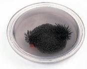 IFBUB Round Iron Filings Bubble