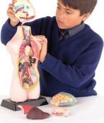 03011 Half-Scale Anatomical Torso