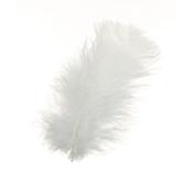 Feathers White image