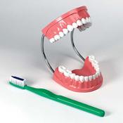 Set of Teeth Model