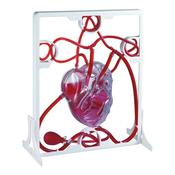 Pumping Human Heart Model