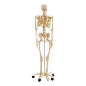 Life Size Human Skeleton Model
