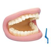 Giant Teeth and Toothbrush Model