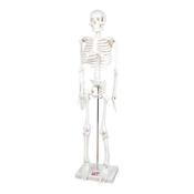Boney Tony Half Sized Human Skeleton Model